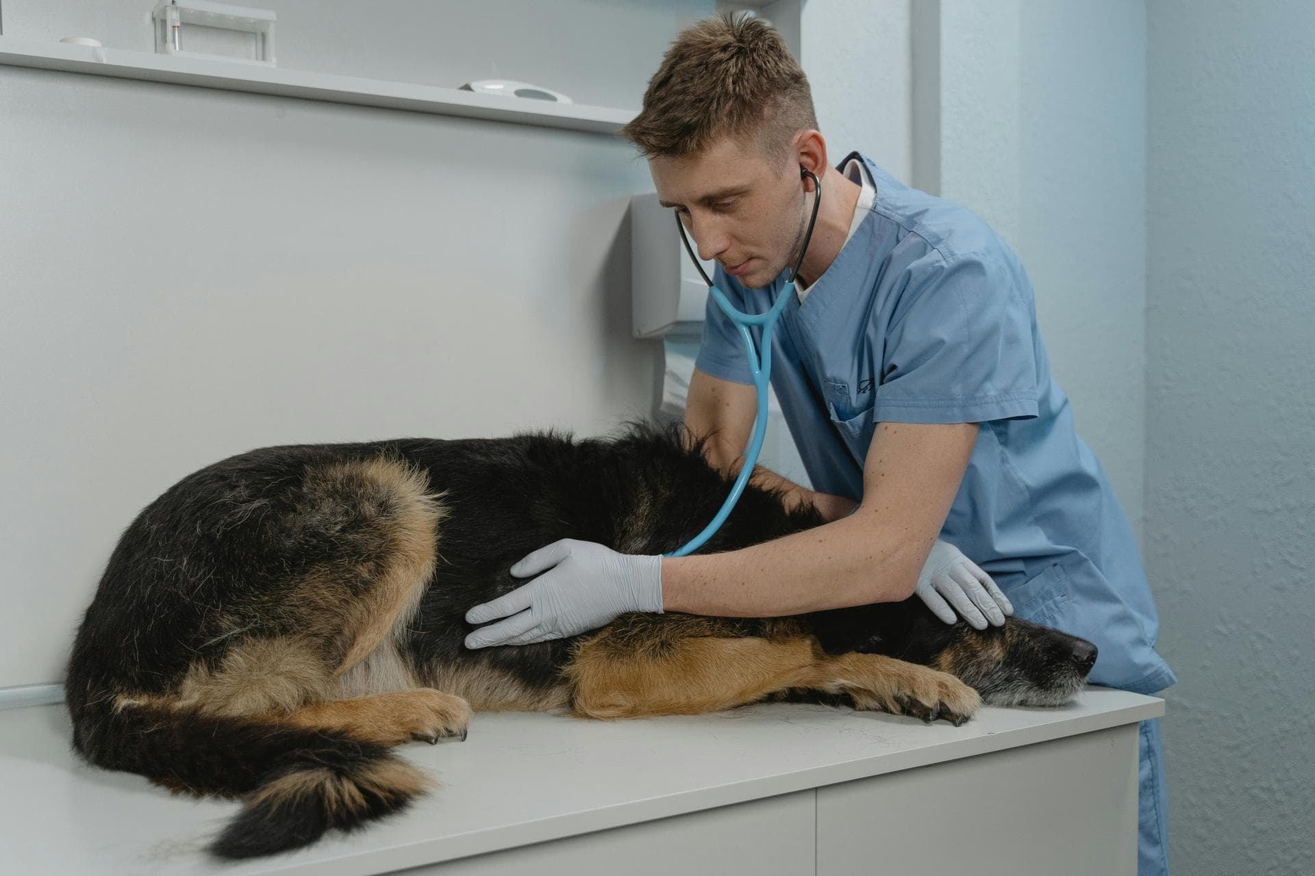 Best Vets in Waterford