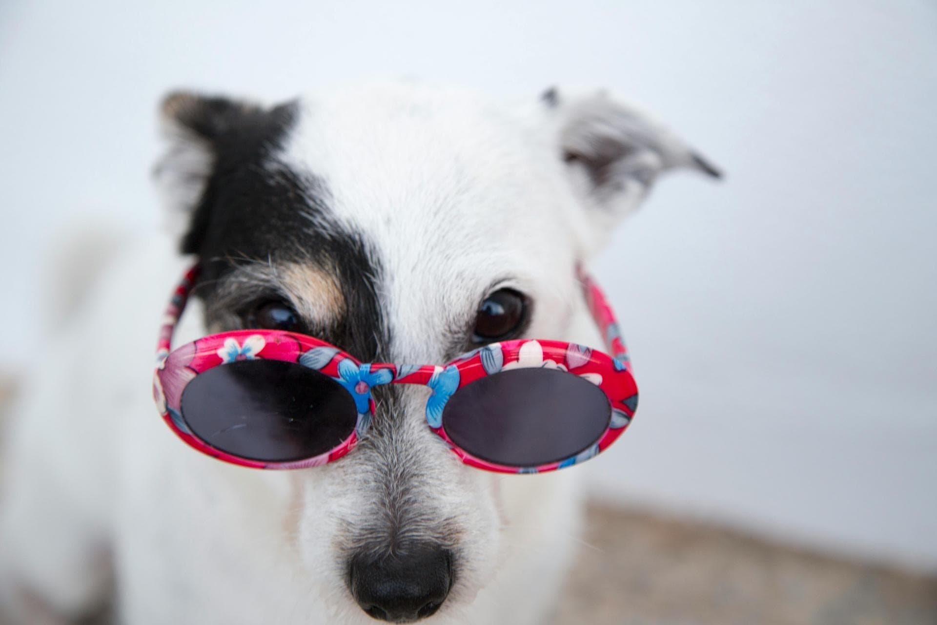 Best Vets in Beacon Falls