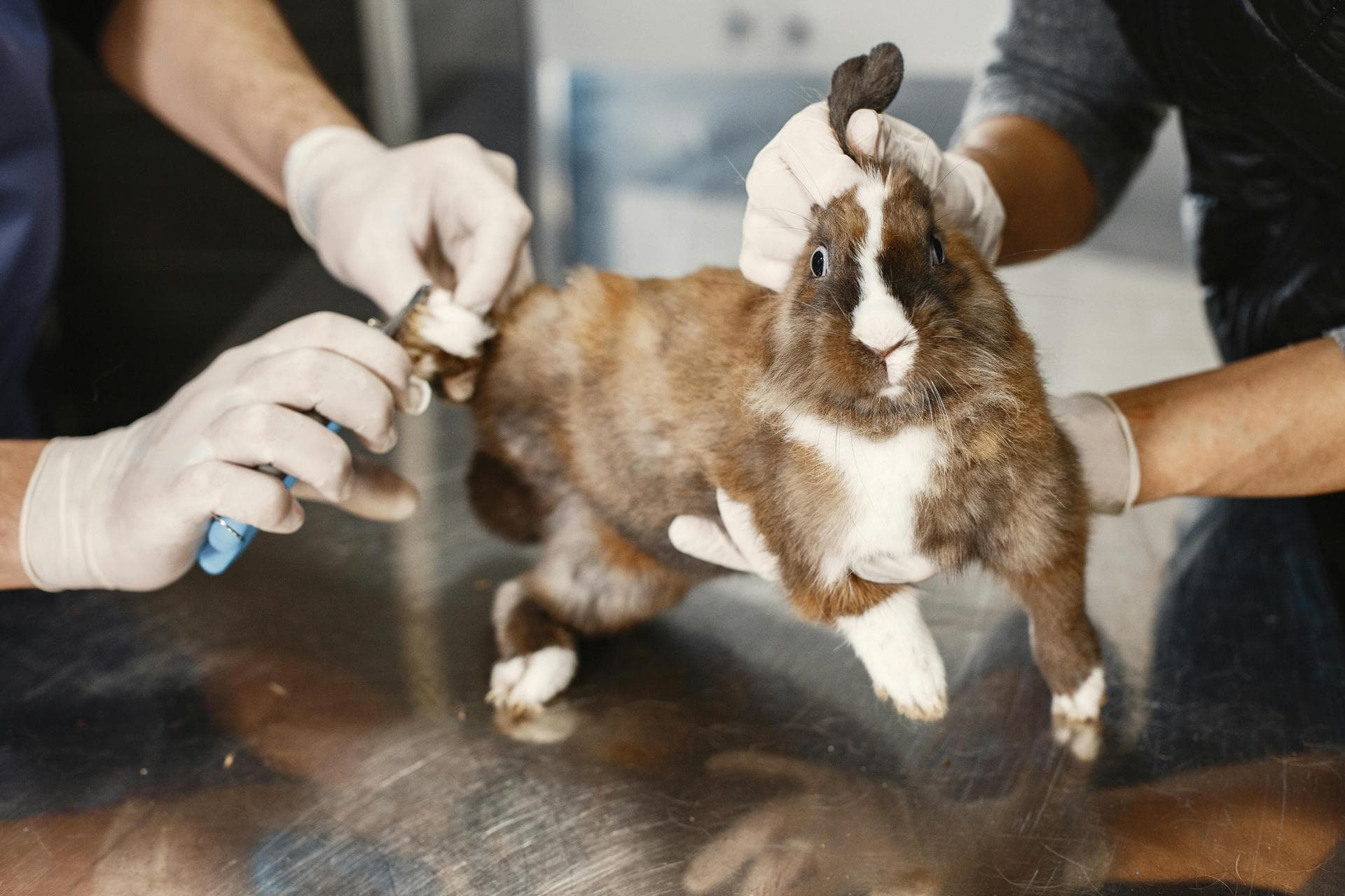 Best Vets in Beacon Falls